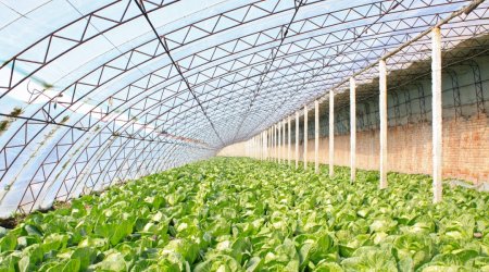 高分子量低堿性HALS-歐穩(wěn)德? LS119