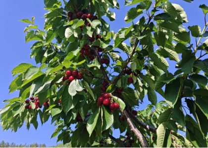 摘櫻珠，享家宴